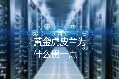 黄金虎皮兰为什么贵一点