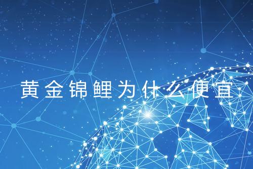 黄金锦鲤为什么便宜