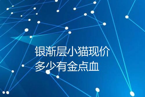 银渐层小猫现价多少有金点血
